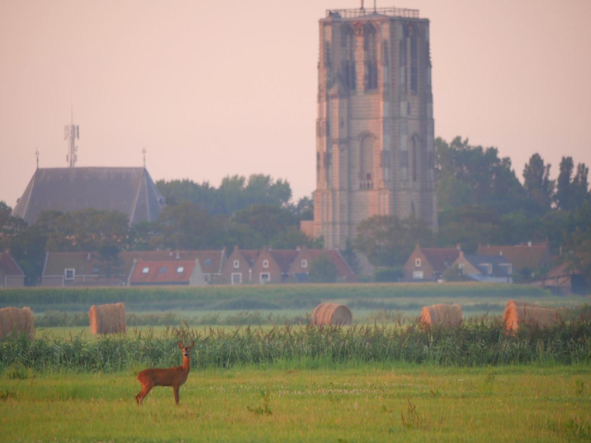 De Dierenweiden Goedereede Værelse billede